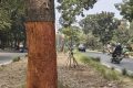 Pohon di Jalanan Bandung Dikuliti-Disuntik Air Aki, Pelaku Ditemukan