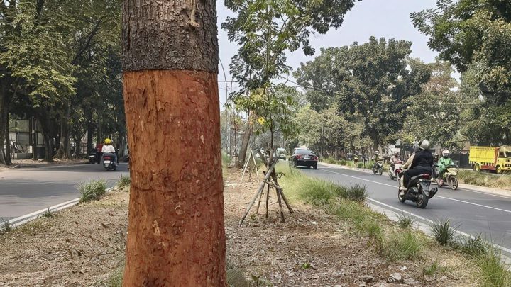 Pohon di Jalanan Bandung Dikuliti-Disuntik Air Aki, Pelaku Ditemukan