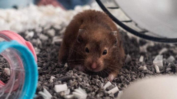 5 Tanda Hamster Stres, Jangan Abaikan Teman Kecilmu Ini