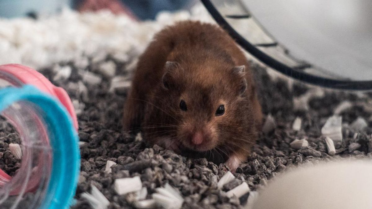 polemik-hamster-dimusnahkan-di-hong-kong-gara-gara-covid-19-3_169