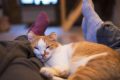 7 Ciri Kucing Stres yang Perlu Diperhatikan