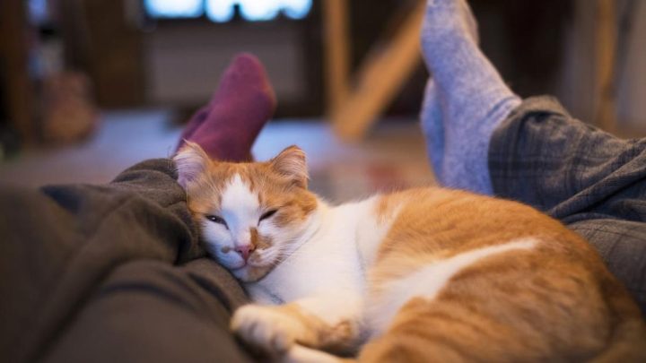 7 Ciri Kucing Stres yang Perlu Diperhatikan