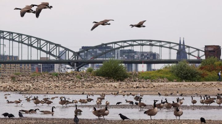 Sungai Rhine Semakin Surut di Tengah Gelombang Panas Eropa