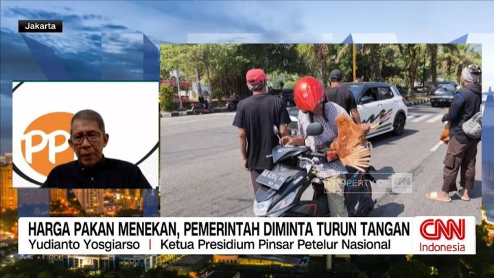 VIDEO: Harga Pakan Menekan, Pemerintah Diminta Turun Tangan
