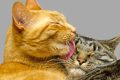 Benarkah Kucing Oren Lebih Nakal dan Kucing Putih Pemalas?
