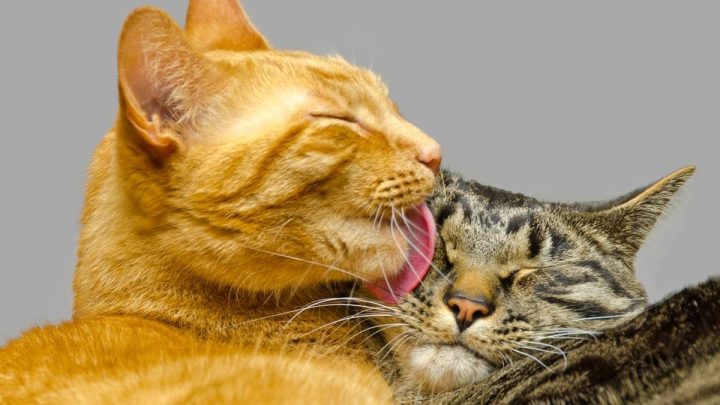 Benarkah Kucing Oren Lebih Nakal dan Kucing Putih Pemalas?