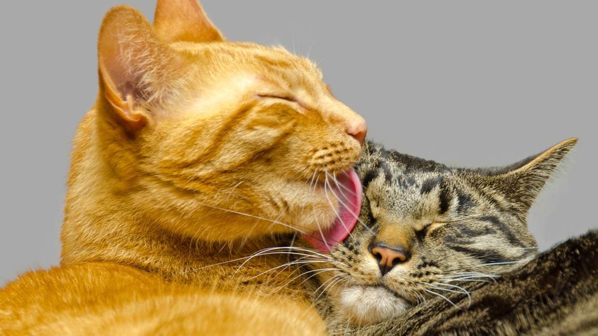 kucing-menjilati-kucing-1787741976280_169