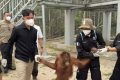 Momen Gibran Gandeng Tangan Orangutan di Palangka Raya