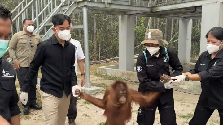 Momen Gibran Gandeng Tangan Orangutan di Palangka Raya