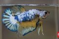 7 Ciri Ikan Cupang Betina, Perhatikan Titik Putih Bagian Bawah Tubuh