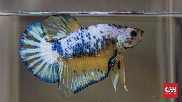 7 Ciri Ikan Cupang Betina, Perhatikan Titik Putih Bagian Bawah Tubuh